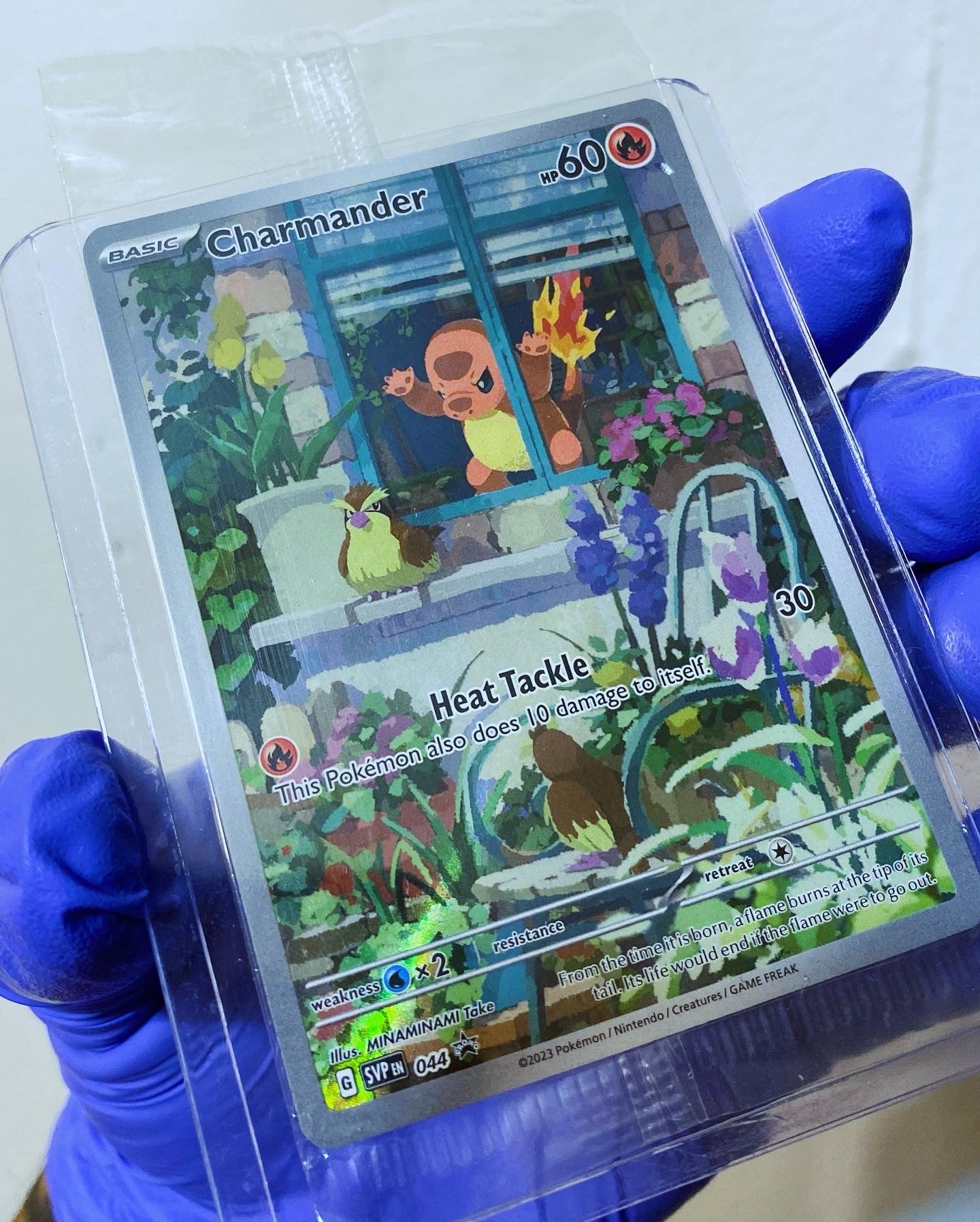 "Grumpy" Charmander Sealed Obsidian Flames Promo